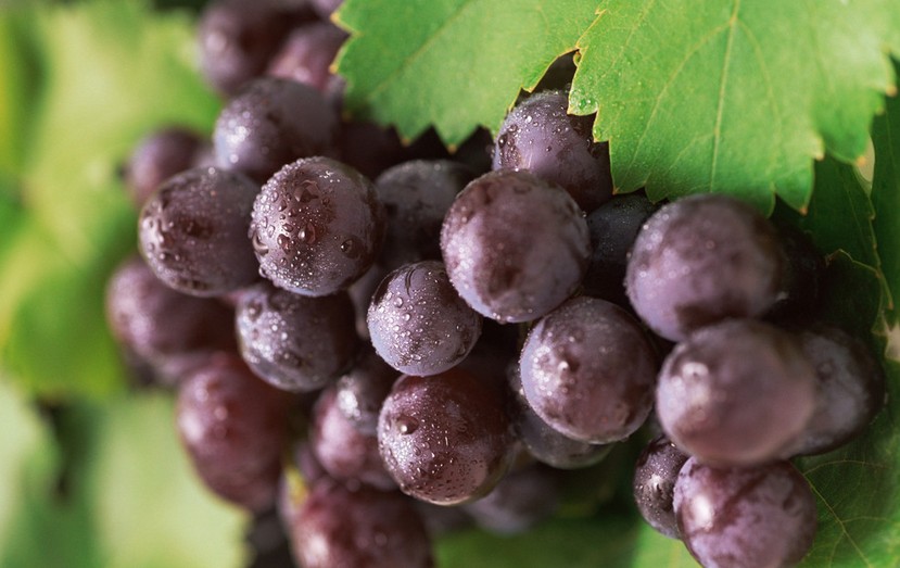 “葡萄美酒夜光杯”，敦煌陽關葡萄最甜美