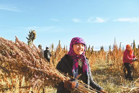 藜麥香飄新家園——天?？h易地扶貧搬遷工作掠影