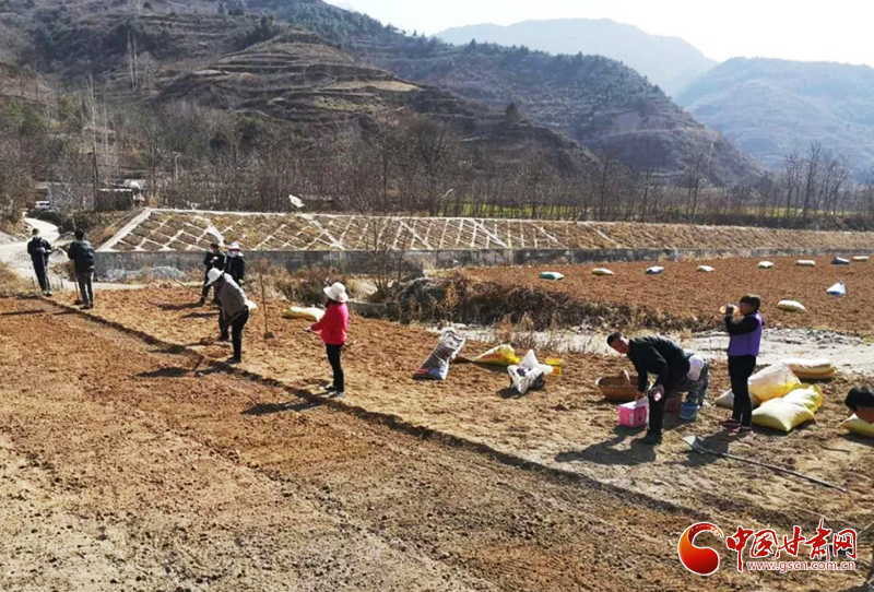 【甘肅全民戰“疫”】西和：合作社里奏響產業發展“春之曲”