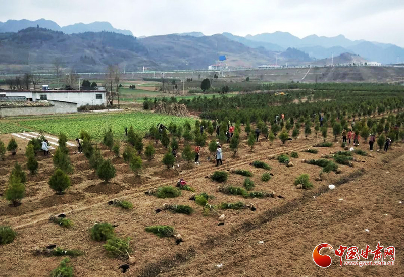 【甘肅全民戰“疫”】徽縣：疫情難擋苗木綠 復工復產別樣忙