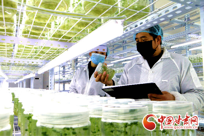 【甘肅全民戰“疫”】張掖山丹：春耕備耕“薯”當先