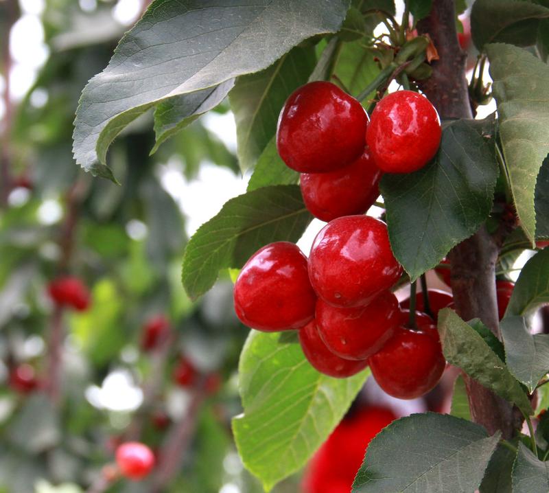 趕緊約起來！民勤紅旗谷櫻桃采摘園開園啦！