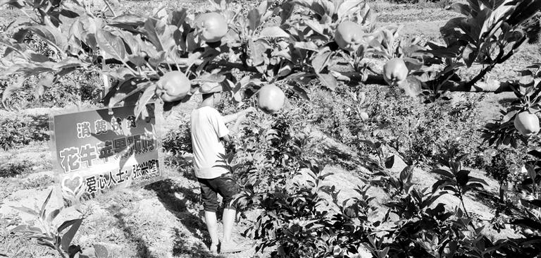 “于堡村果園”開張記——認購“一棵樹”，結(jié)出“致富果”