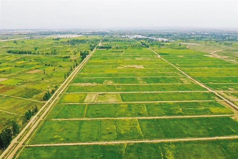 蘭州新區打出“生態產業”牌 山包綠了 錢包鼓了
