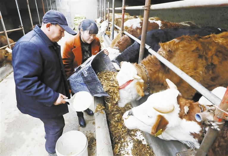 我和我的家鄉(xiāng)丨定西臨洮縣黨家墩村：“牛”產業(yè)帶來“?！比兆?>
        </a><em>我和我的家鄉(xiāng)丨定西臨洮縣黨家墩村：“?！碑a業(yè)帶來“牛”日子</em></li>
    <li><a  target=