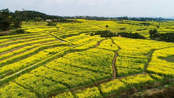 千余畝油菜花盛開。廖濤 攝