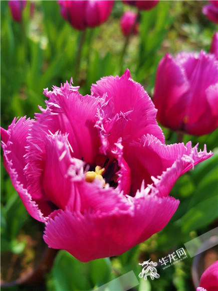 特色郁金香品種，花邊呈鋸齒狀。華龍網—新重慶客戶端記者 舒婷 攝