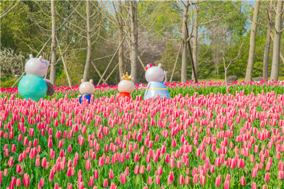 長壽湖郁金香次第開放。羅云希 攝