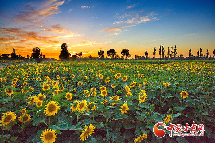 【小康圓夢·看甘肅】玉門黃閘灣：特色產業強起來 農民錢袋鼓起來