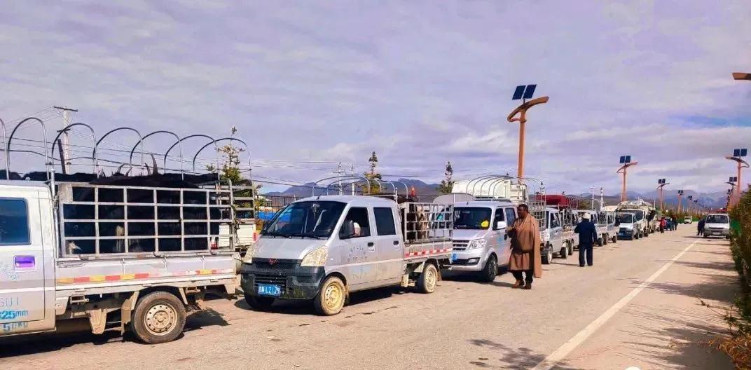 瑪曲：出欄黃金季節購銷兩旺