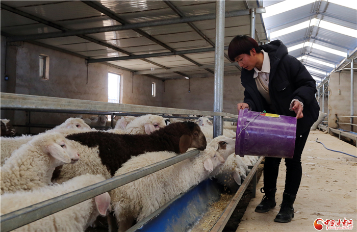 【小康路上看老鄉】蒲萬林：輾轉十年回鄉 沐浴政策春風創業致富