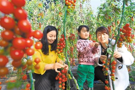 酒泉市肅州區東洞戈壁產業園里的圣女果、人參果陸續成熟上市
