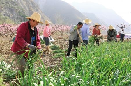 隴南：不負春光勤勉農(nóng)事