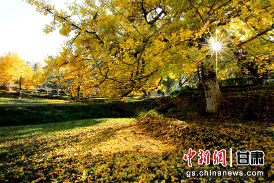 隴南徽縣銀杏樹最美的時候，當屬每年的10月至11月。圖為樹葉已染黃的銀杏樹。張承榮 攝