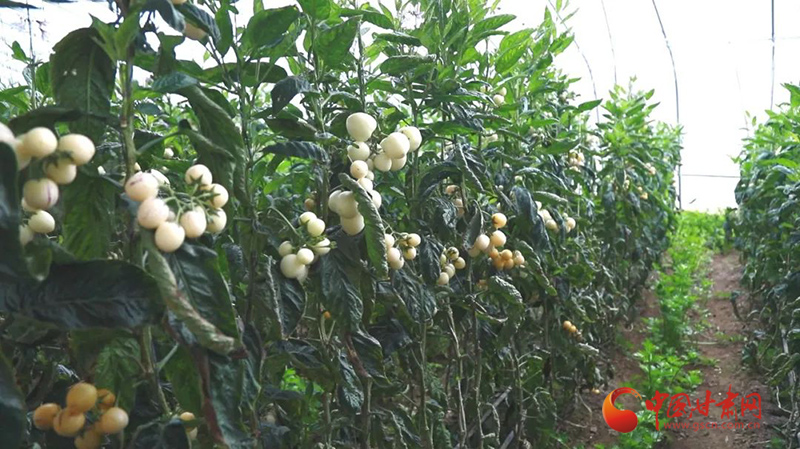 瓜州：強產業“家底”富百姓“口袋”