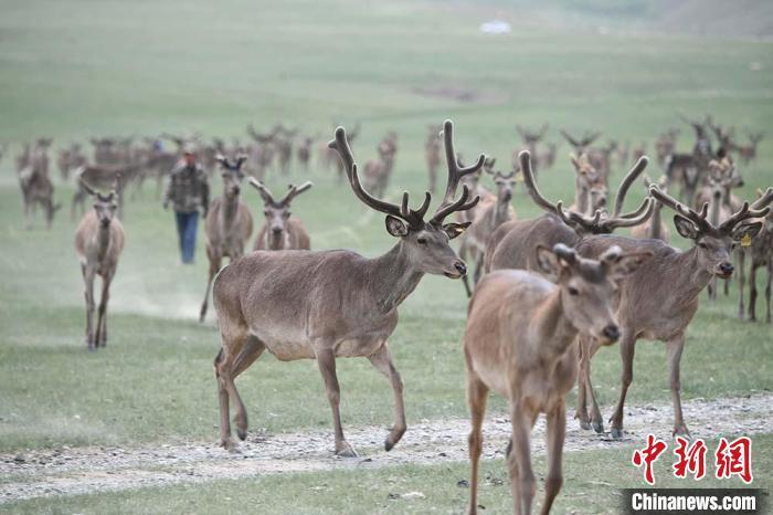 圖為肅南縣馬鹿養(yǎng)殖場內(nèi)的鹿群。　楊艷敏 攝