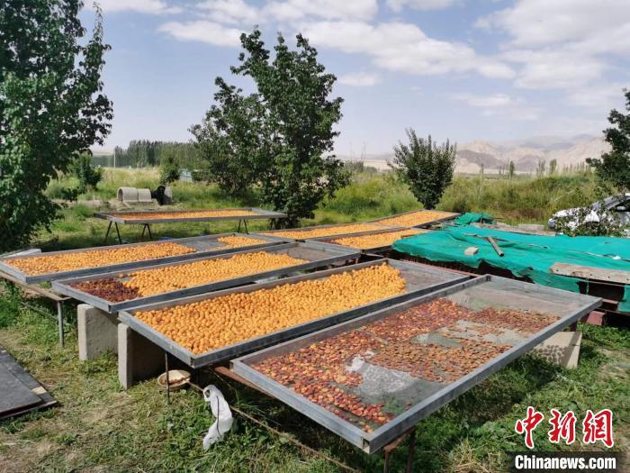 圖為肅北蒙古族自治縣的“李廣杏”。(資料圖) 受訪者供圖 圖為肅北蒙古族自治縣的“李廣杏”。(資料圖) 受訪者供圖