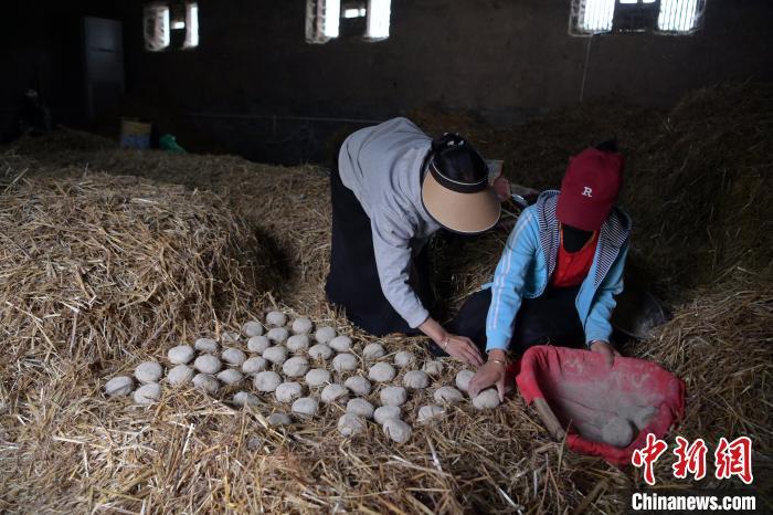 酒曲成型之后入曲房，入室之前要灑水，再鋪青稞草，防止曲塊的水分被吸走，曲房內有通風道、窗戶、暖氣、電熱爐等各種控制曲房溫度的設備。圖為5月10日，工作人員將成型的曲塊搬運到曲房。九美旦增　攝