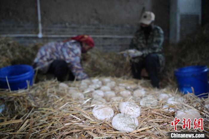 酒曲從曲坯入房培養到培養結束，整個培養周期控制在4至8天，曲坯的要求光滑，軟硬適宜，手按曲坯不松散，結實，薄厚一致。圖為5月10日，工作人員準備將培養好的曲坯拿到外面晾曬。九美旦增　攝