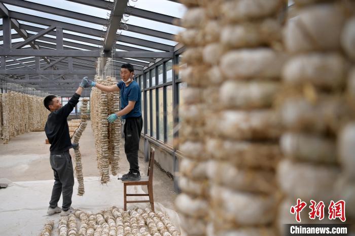 圖為5月10日，工作人員將用青稞面和青稞草等制成的曲坯用繩子串起來晾曬。九美旦增　攝