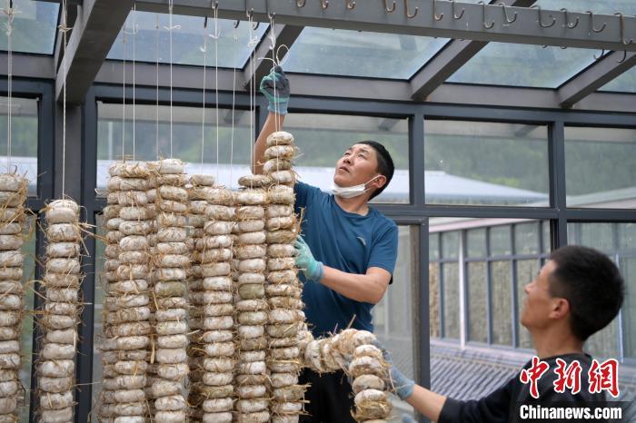 圖為5月10日，工作人員將用青稞面和青稞草等制成的曲坯用繩子串起來晾曬。九美旦增　攝