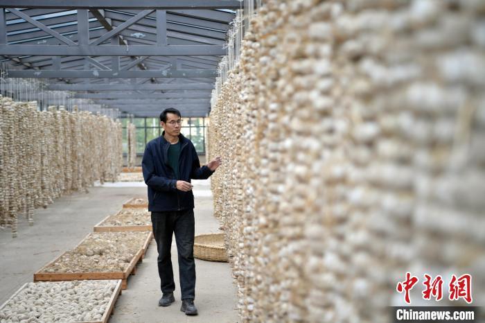 圖為5月10日，工作人員檢查晾曬的曲胚。九美旦增　攝