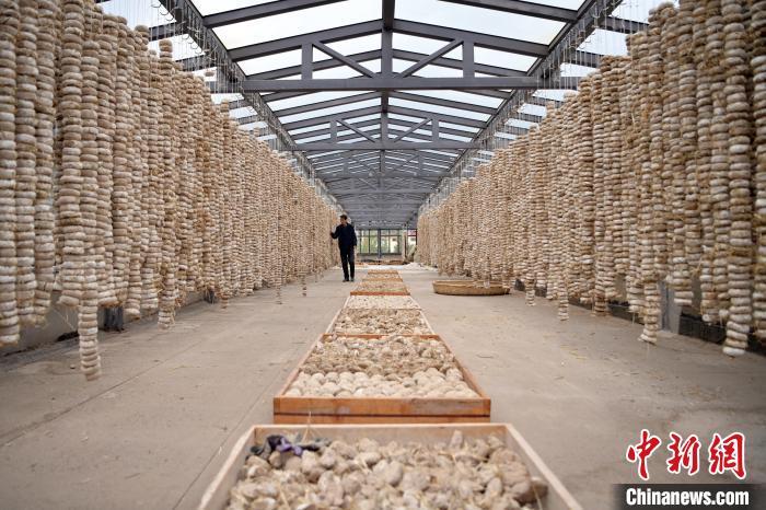 圖為5月10日，工作人員檢查晾曬的曲胚。九美旦增　攝