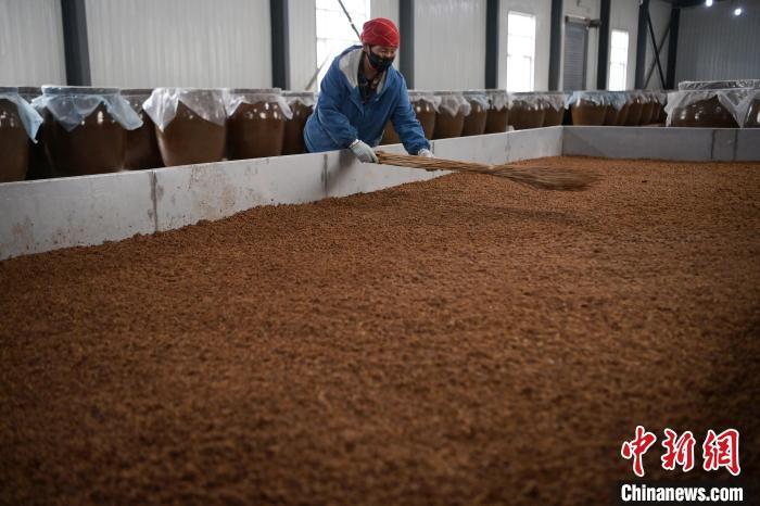 圖為5月10日，工作人員整理鋪撒的酒醅。九美旦增　攝