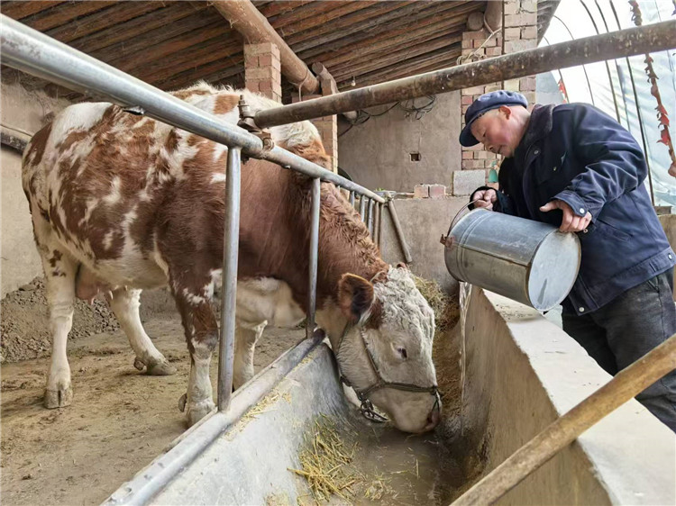 1735293414137875.jpg 通渭縣馬營鎮華川村村民馬金川正在用自來水飲牛。_副本.jpg