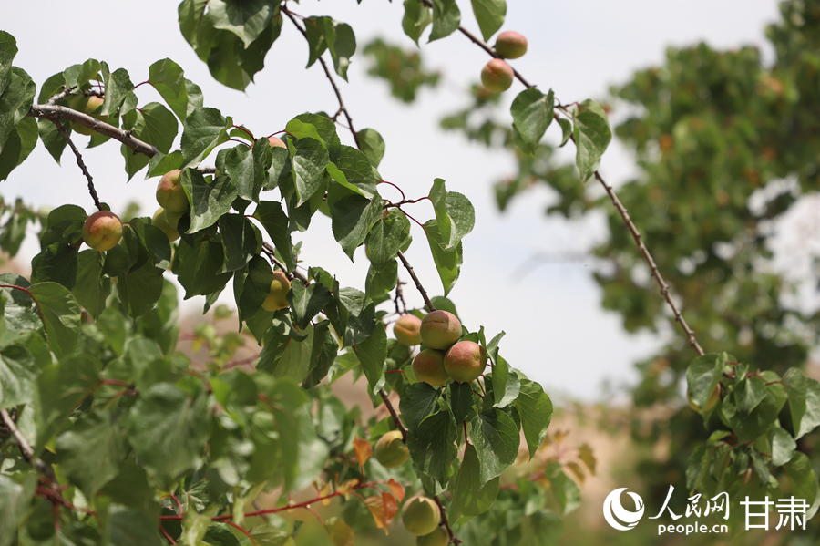 蘭溝村百畝杏林的杏子即將成熟。人民網記者 焦隆攝