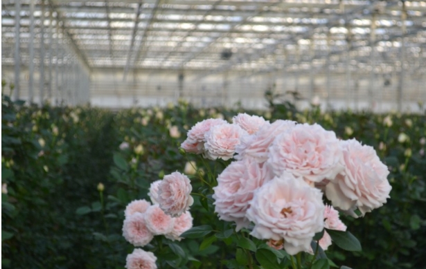 從絲路玫瑰到微米銅箔：蘭州新區“開放引擎”全速運轉